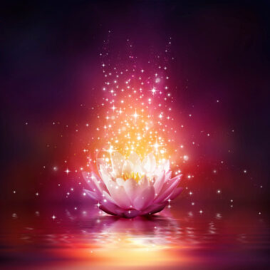 red light on waterlily - for relax and Fairy background red light on waterlily - for relax and Fairy background